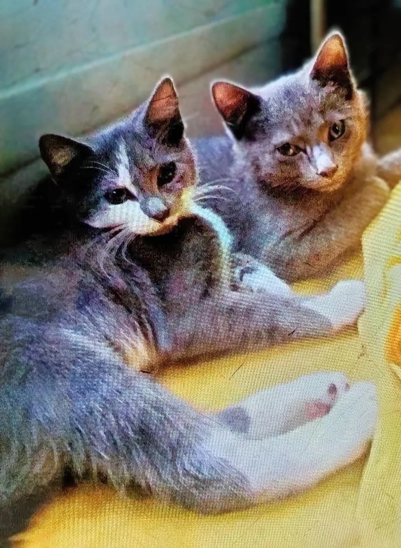 An adult medium-sized female Gray / Blue / Silver Russian Blue cat named Violet & Edith for adoption in Maryville, TN