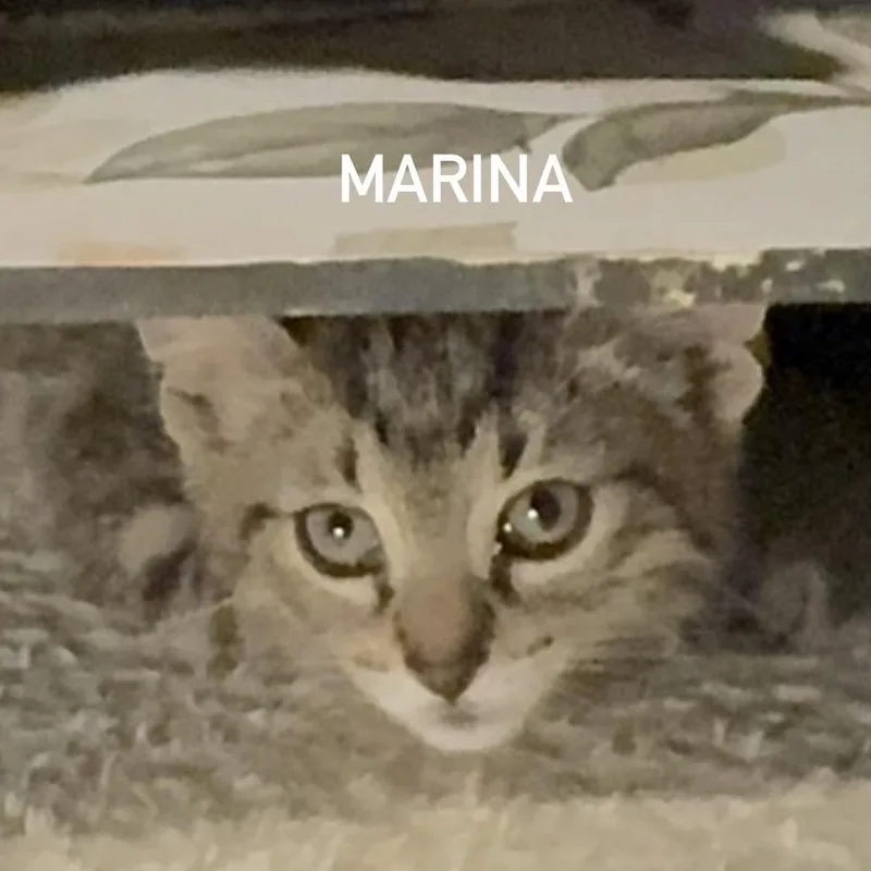 A baby medium-sized female Tabby (Brown / Chocolate) Domestic Short Hair cat named Marina for adoption in Houston, TX