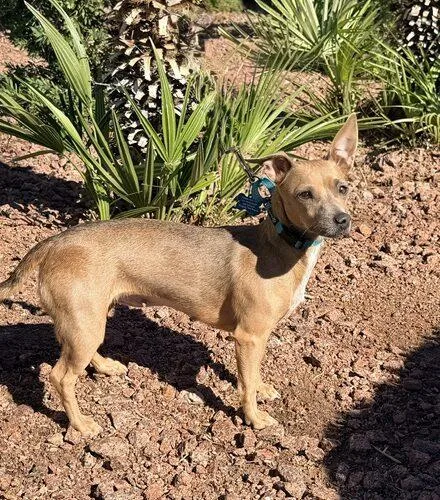 A young small-sized female Yellow / Tan / Blond / Fawn Chihuahua dog named Pumpkin for adoption in Henderson, NV