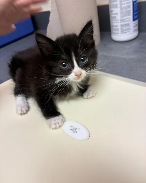 A baby small-sized male Domestic Short Hair cat named Coda for adoption in Kennewick, WA
