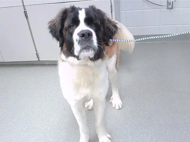 An adult large-sized male Saint Bernard dog named Conan for adoption in Omaha, NE