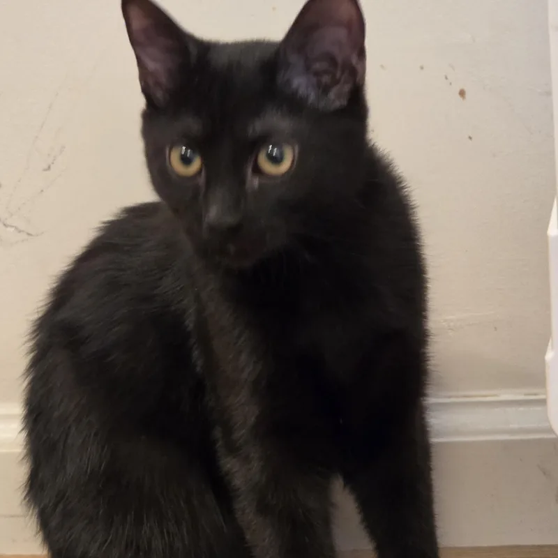 A baby small-sized male Black Domestic Short Hair cat named Winston for adoption in Lawrenceville, GA