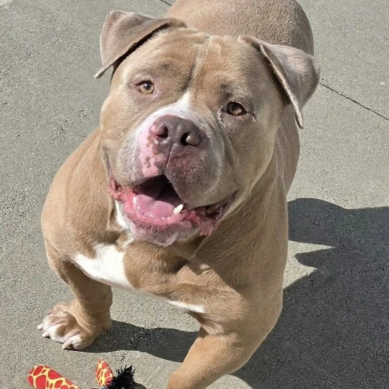 An adult medium-sized male American Bully dog named Bubba Short and for adoption in Meriden, CT