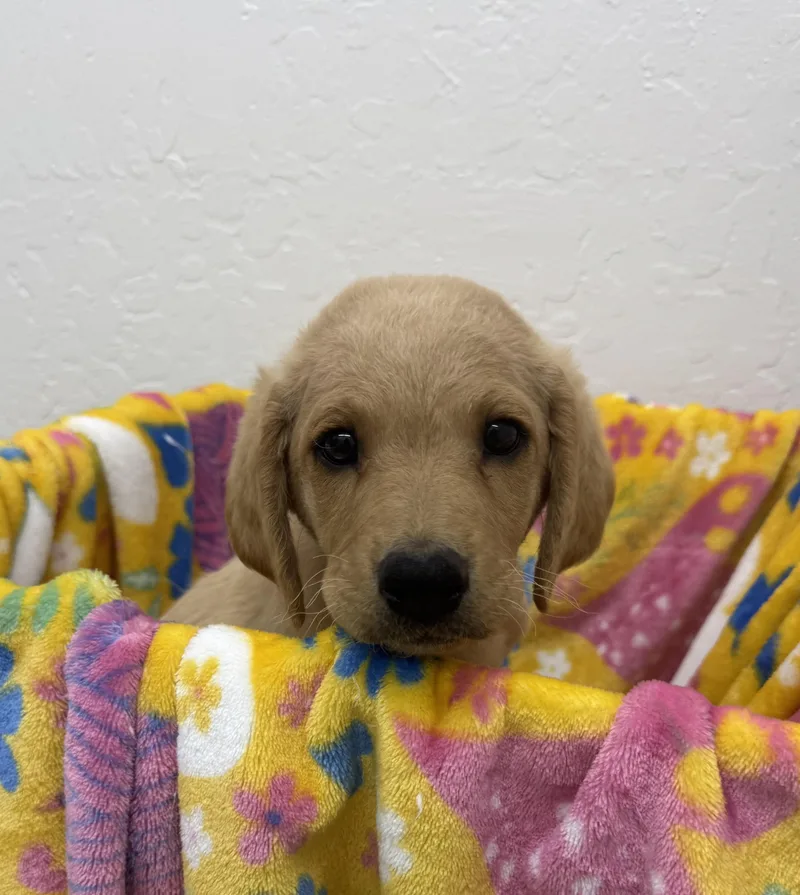 A baby medium-sized male Golden Poodle dog named Mars for adoption in Sonora, CA