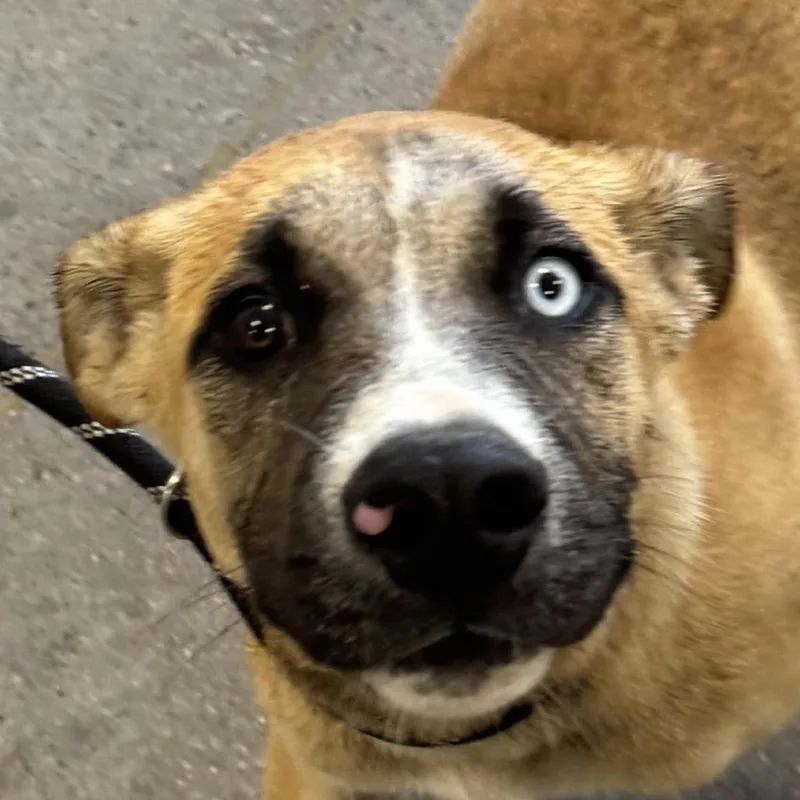 A young medium-sized male Yellow / Tan / Blond / Fawn Mixed Breed dog named McQueen for adoption in Las Cruces, NM
