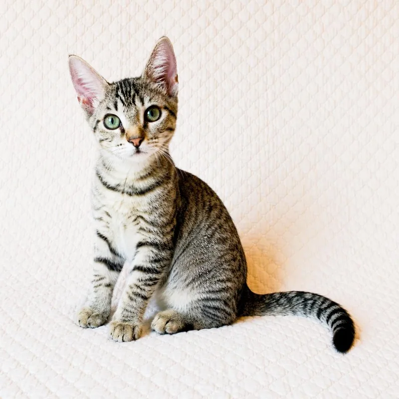 A baby medium-sized female Gray / Blue / Silver Domestic Short Hair cat named Millie for adoption in Prosper, TX