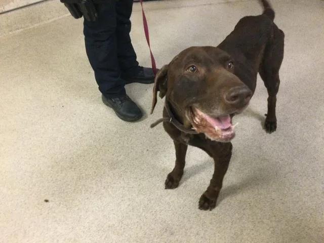 A senior large-sized male Labrador Retriever dog named Luke for adoption in Riverside, CA