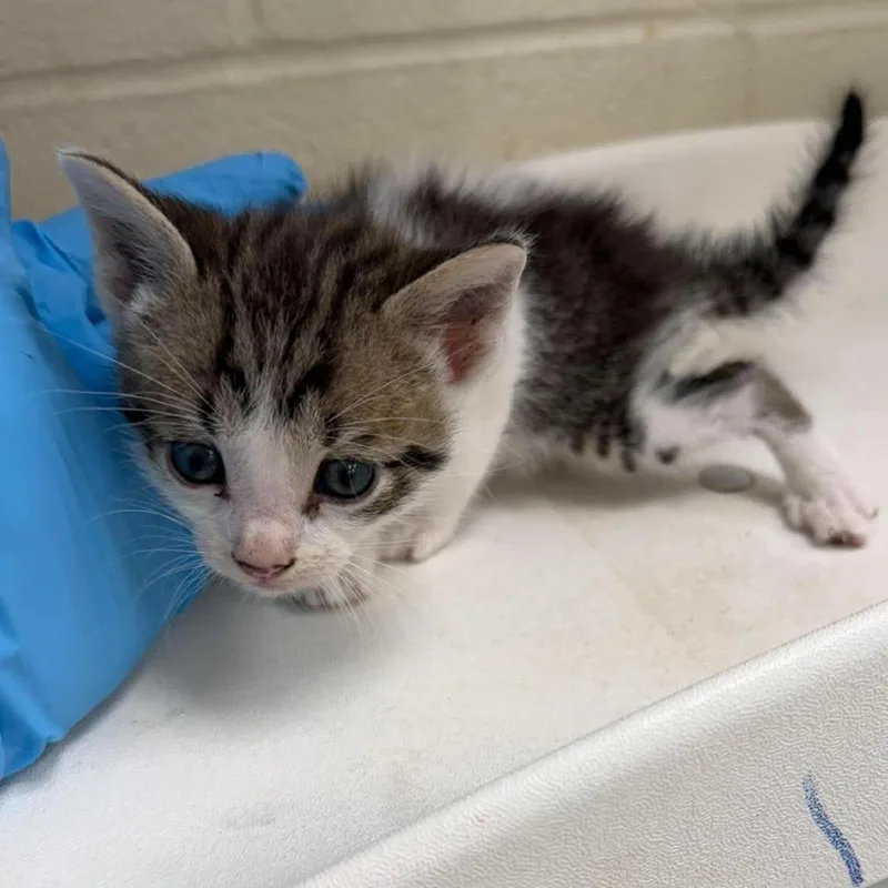 A baby small-sized female Gray / Blue / Silver Domestic Short Hair cat named Tootsie for adoption in Bastrop, TX