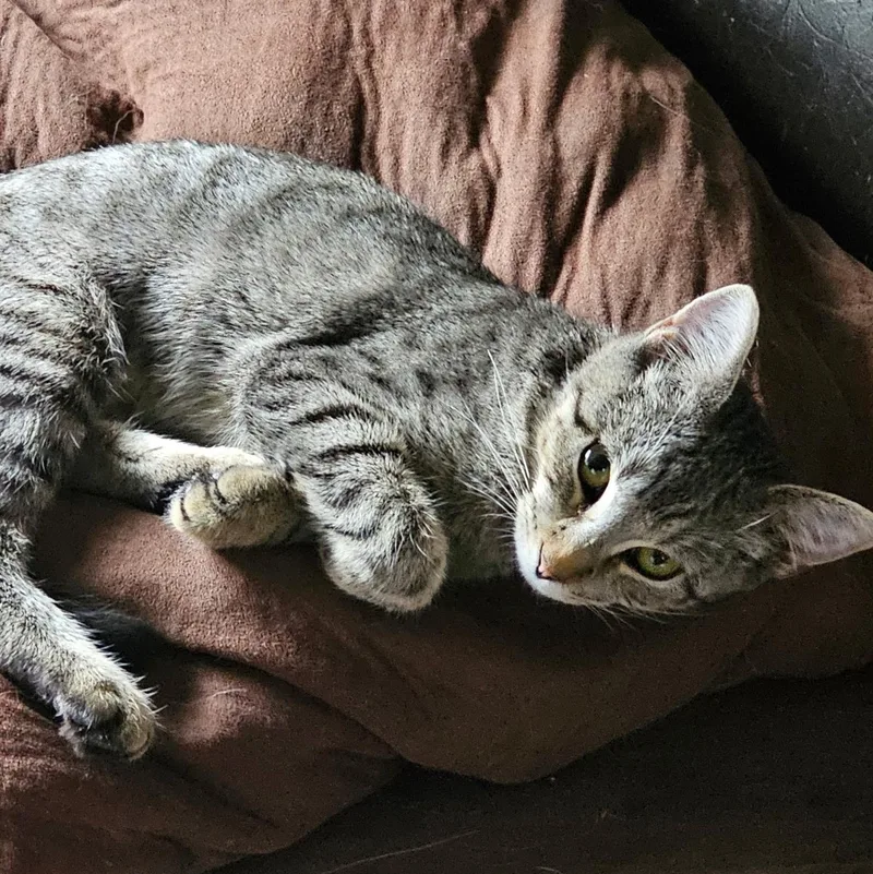 A young medium-sized female Tabby (Brown / Chocolate) Domestic Short Hair cat named Sharlet for adoption in Denison, IA