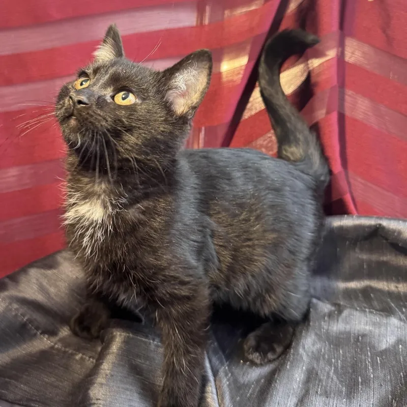 Obsidian  Wood thumbnail 2