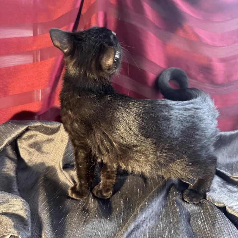 Obsidian  Wood thumbnail 3