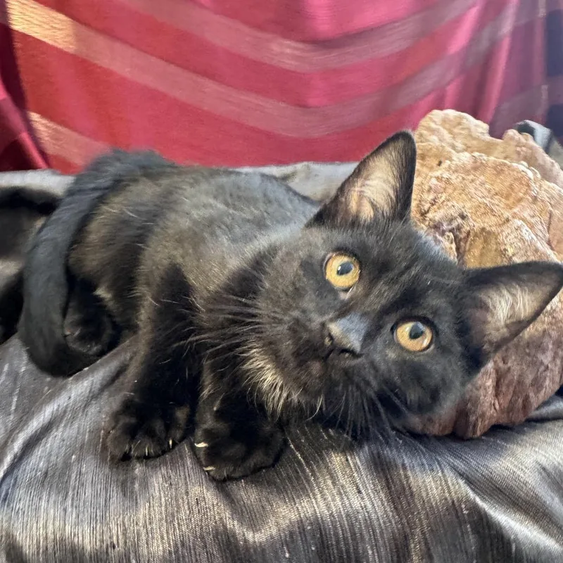 Obsidian  Wood thumbnail 4