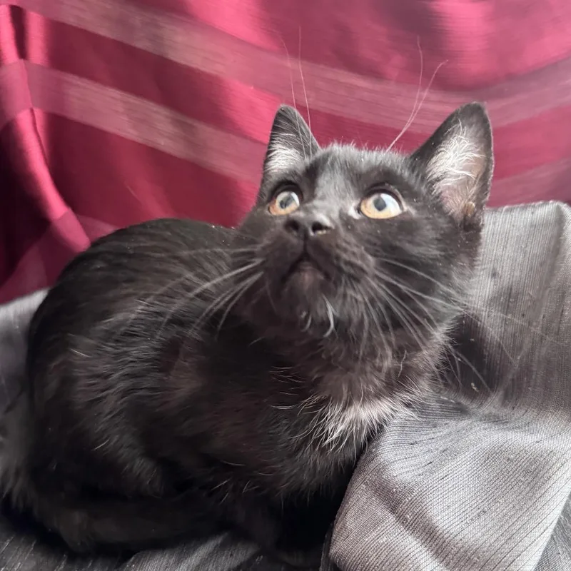 Obsidian  Wood thumbnail 5