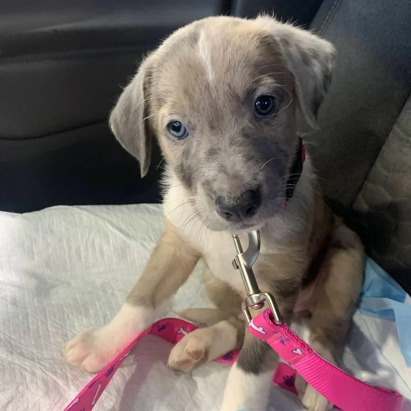 A baby medium-sized female Mixed Breed dog named Taffy for adoption in Myrtle Beach, SC