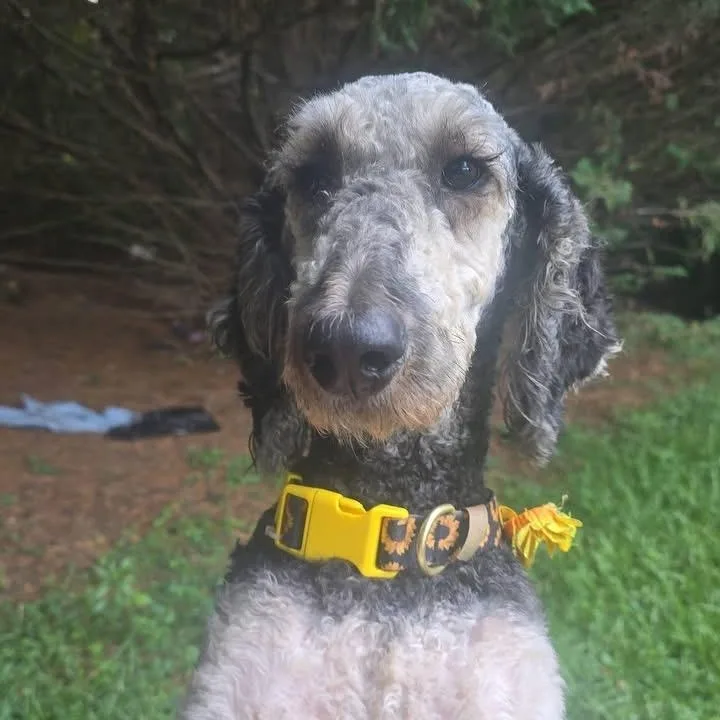 An adult medium-sized female Standard Poodle dog named Coco for adoption in Gainesville, GA