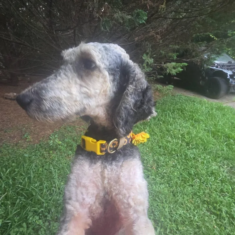 Coco thumbnail 2