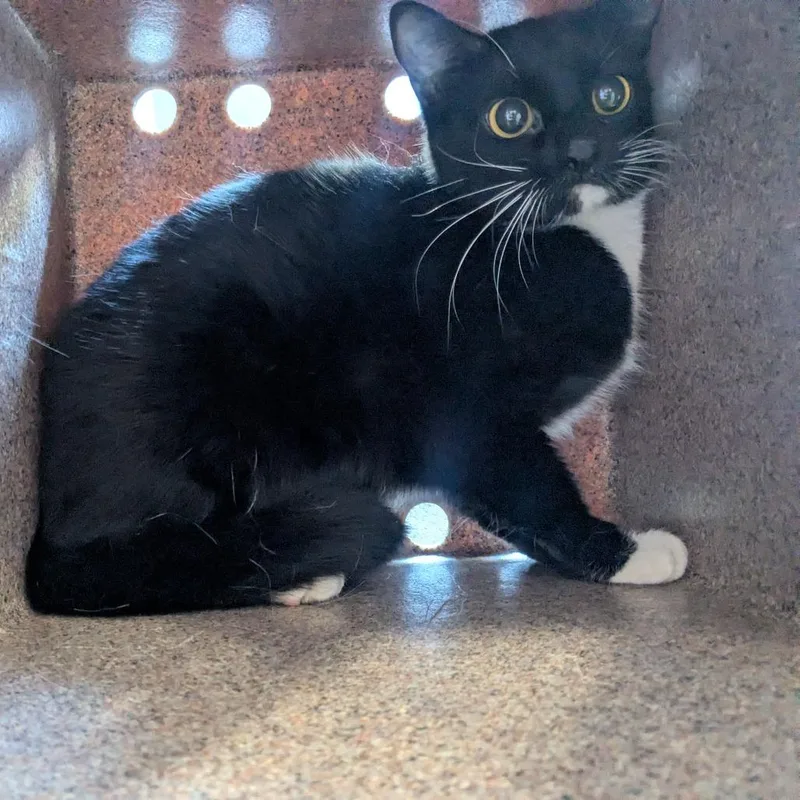 An adult medium-sized female Black Domestic Short Hair cat named Scramps for adoption in Birmingham, AL