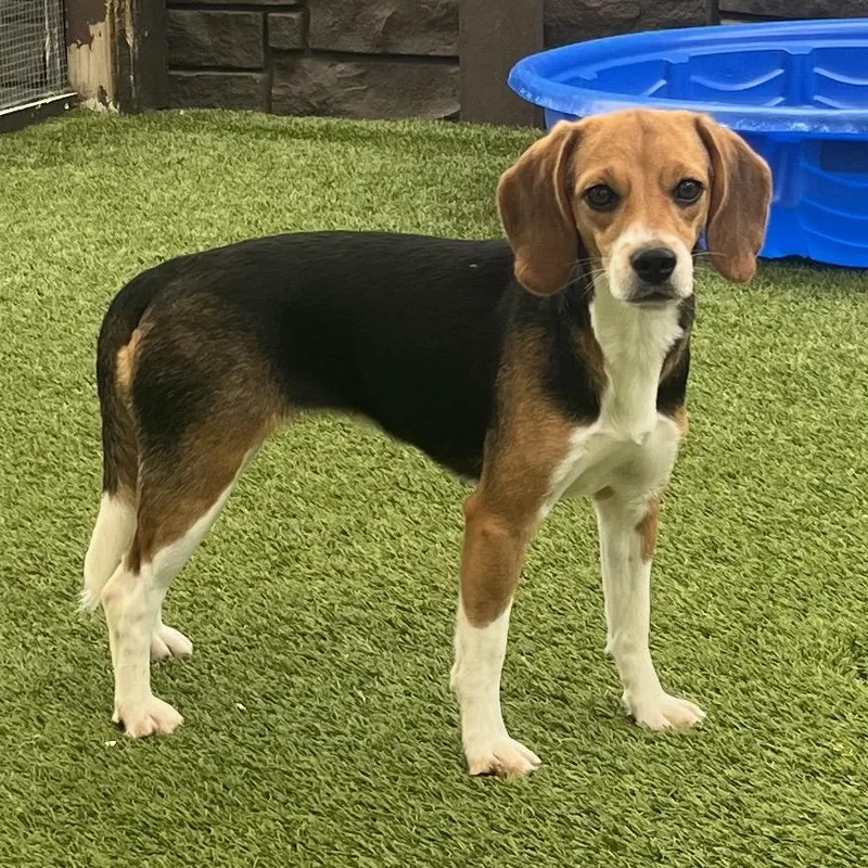A young small-sized female Yellow / Tan / Blond / Fawn Beagle dog named Toaster for adoption in LOXAHATCHEE, FL