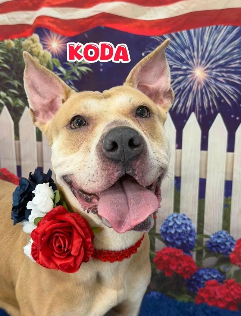 An adult large-sized female Yellow / Tan / Blond / Fawn Mixed Breed dog named Koda for adoption in Flint, MI