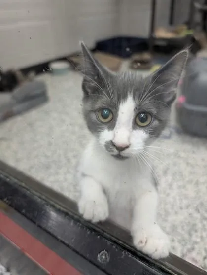 A baby small-sized female Domestic Short Hair cat named Ali for adoption in West Chester, PA