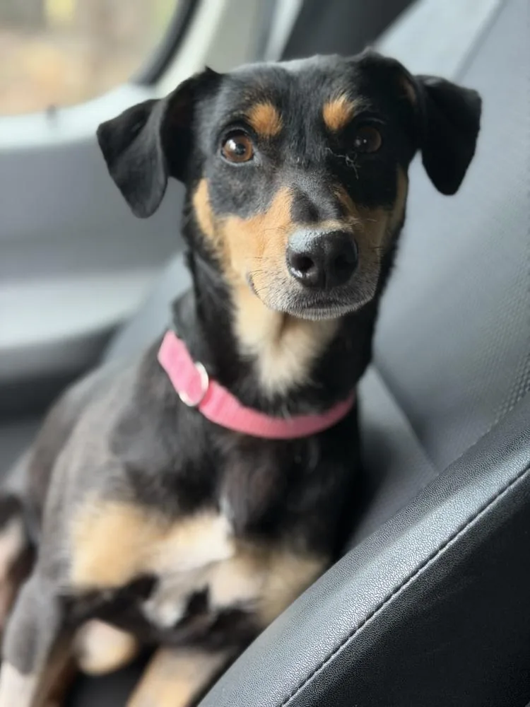 A young small-sized female Brown / Chocolate Manchester Terrier dog named Bunny for adoption in Pleasant Hill, CA