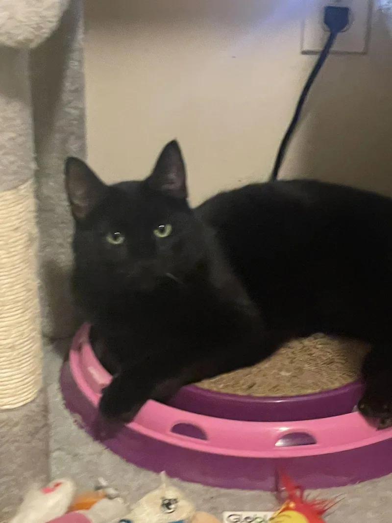 Fluffy Tail thumbnail 3