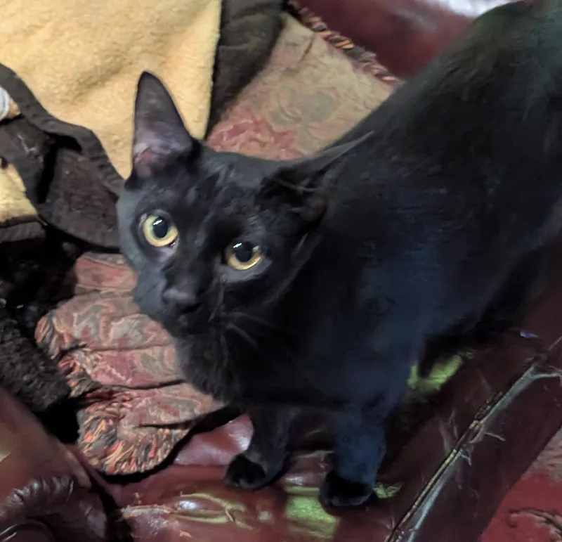 A young medium-sized female Bombay cat named Nova for adoption in Wyandotte, MI