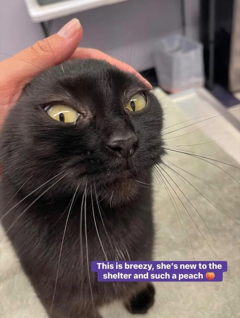 A young medium-sized female Domestic Short Hair cat named Breezy for adoption in Muskegon, MI