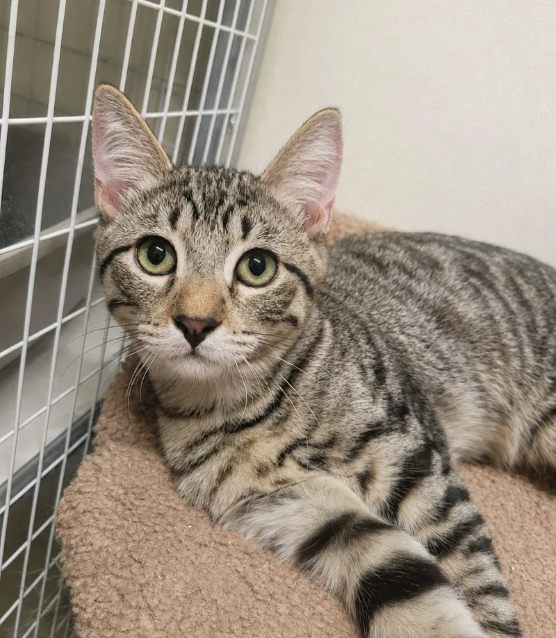 A young medium-sized male Tabby (Brown / Chocolate) Domestic Short Hair cat named Leo for adoption in Lodi, CA