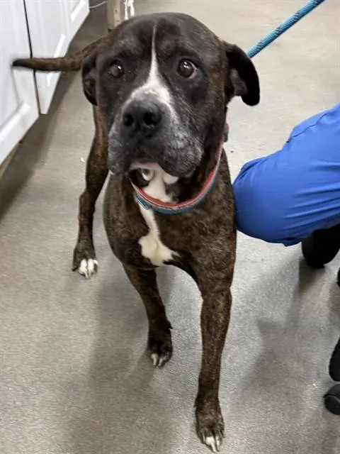 An adult large-sized male Pit Bull Terrier dog named Bossman for adoption in Upper Marlboro, MD