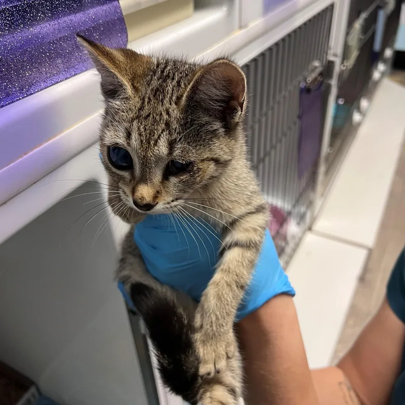 A baby small-sized female Tabby (Brown / Chocolate) Domestic Short Hair cat named Dolly for adoption in Margate, FL