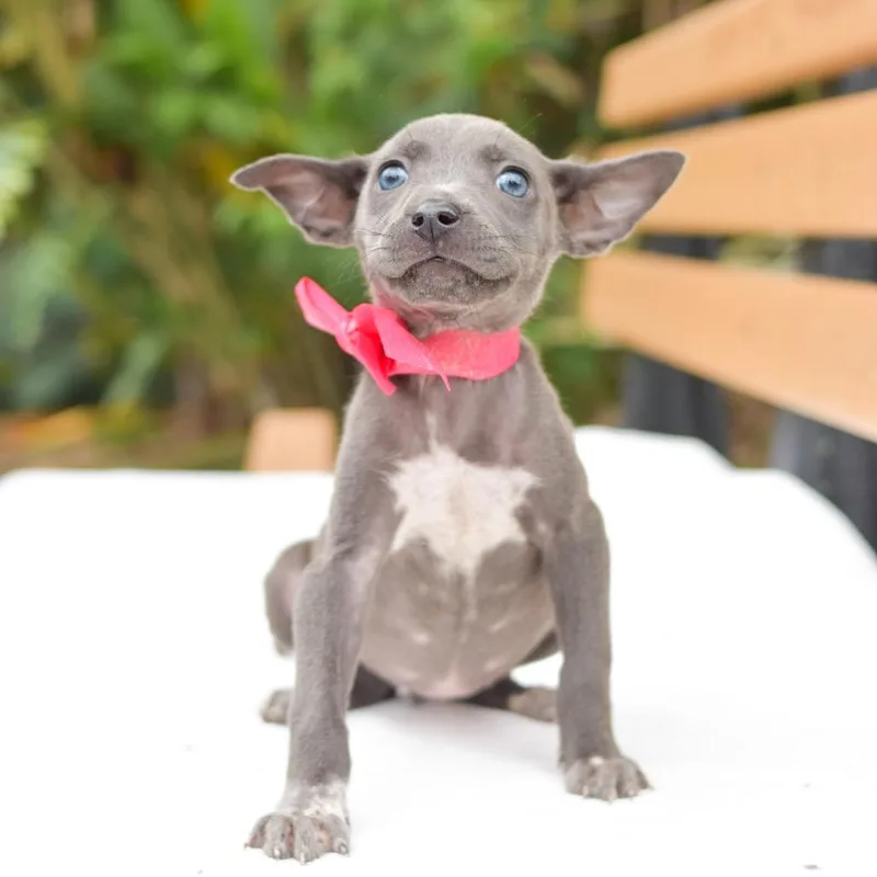 A baby small-sized female Gray / Blue / Silver Mixed Breed dog named Luna for adoption in Kailua Kona, HI