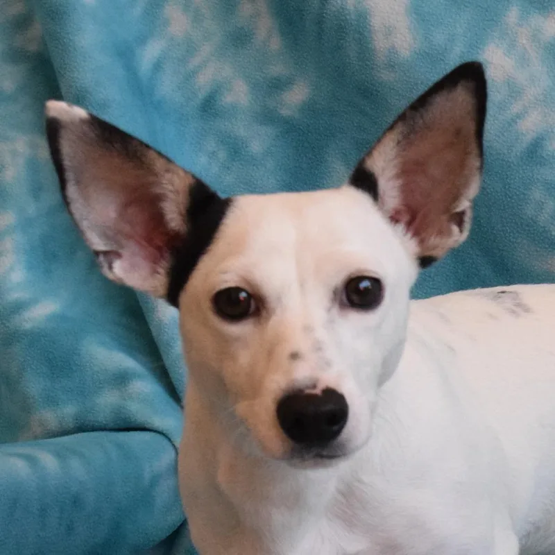 A young small-sized female White / Cream Chihuahua dog named Raven for adoption in Eureka, CA