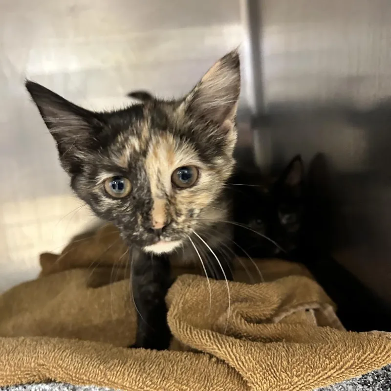 A baby small-sized female Tortoiseshell Domestic Short Hair cat named Mal for adoption in Birdsboro, PA