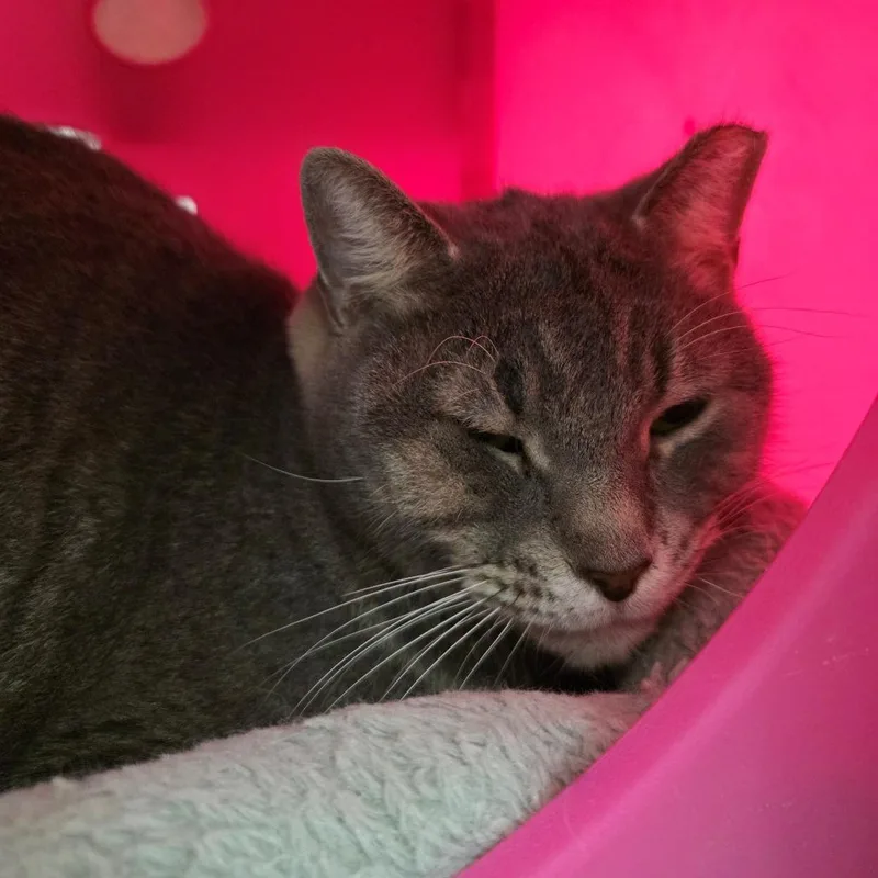 Smokey  Sweet Gentle thumbnail 2