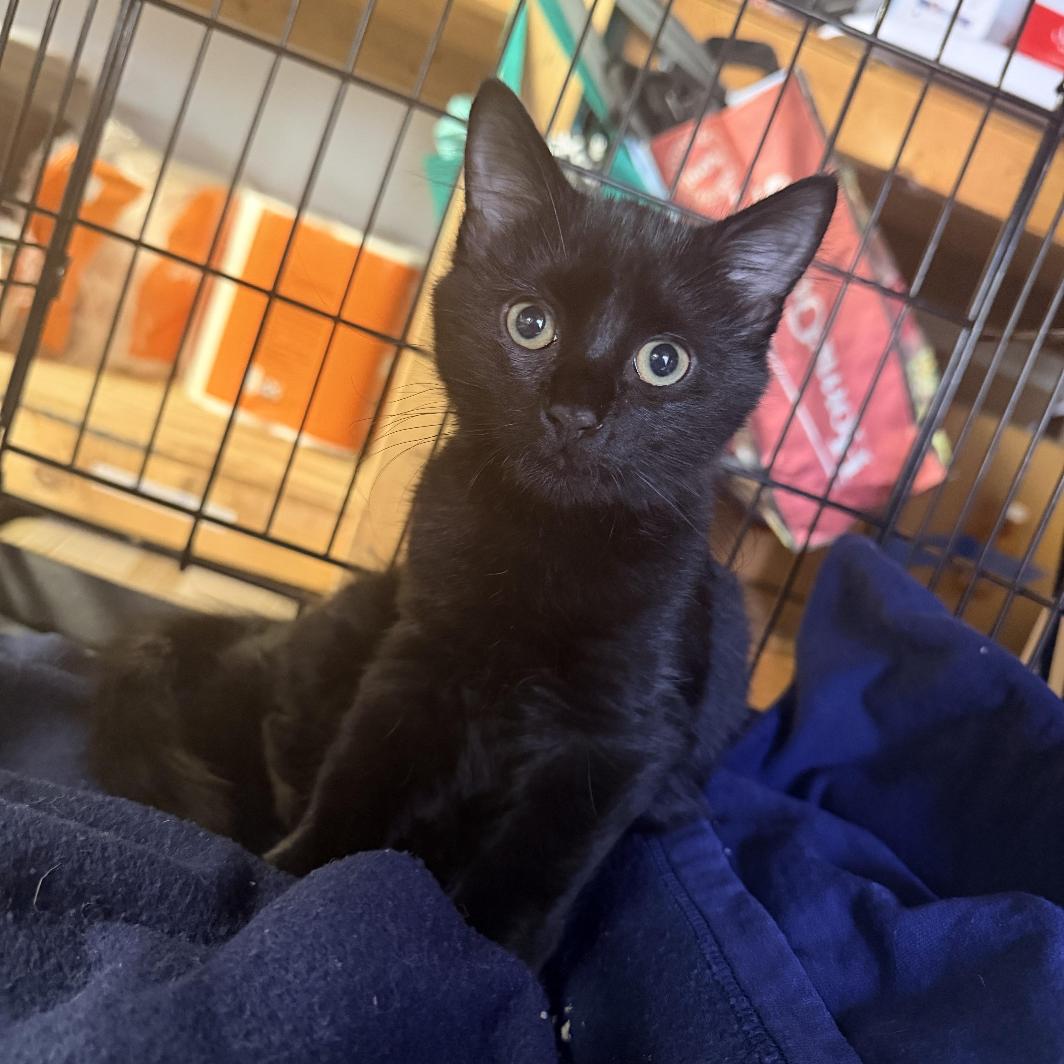 A baby small-sized male Domestic Long Hair cat named Zero for adoption in Bellmawr, NJ