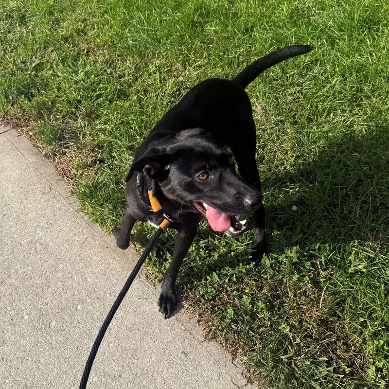 A young medium-sized female Black Labrador Retriever dog named Reese for adoption in Brookhaven, NY