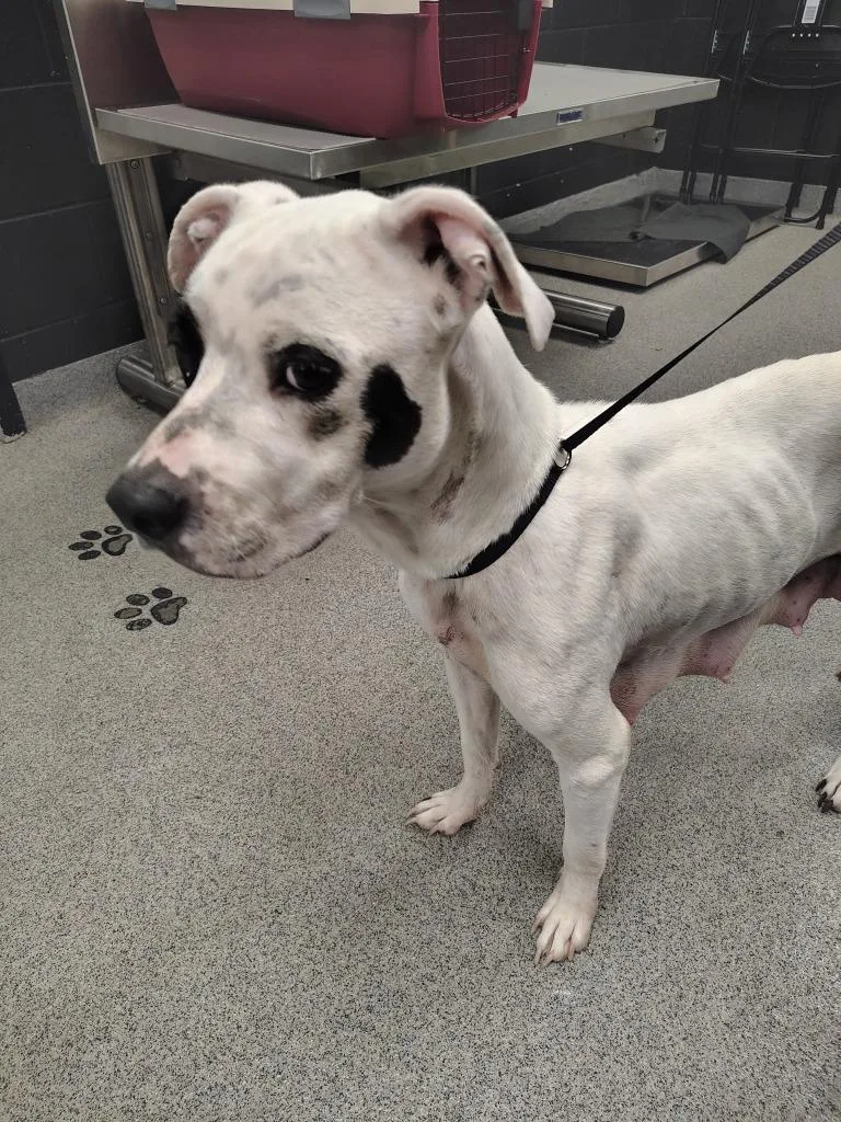 An adult medium-sized female Pit Bull Terrier dog named Hotdog for adoption in Fremont, OH