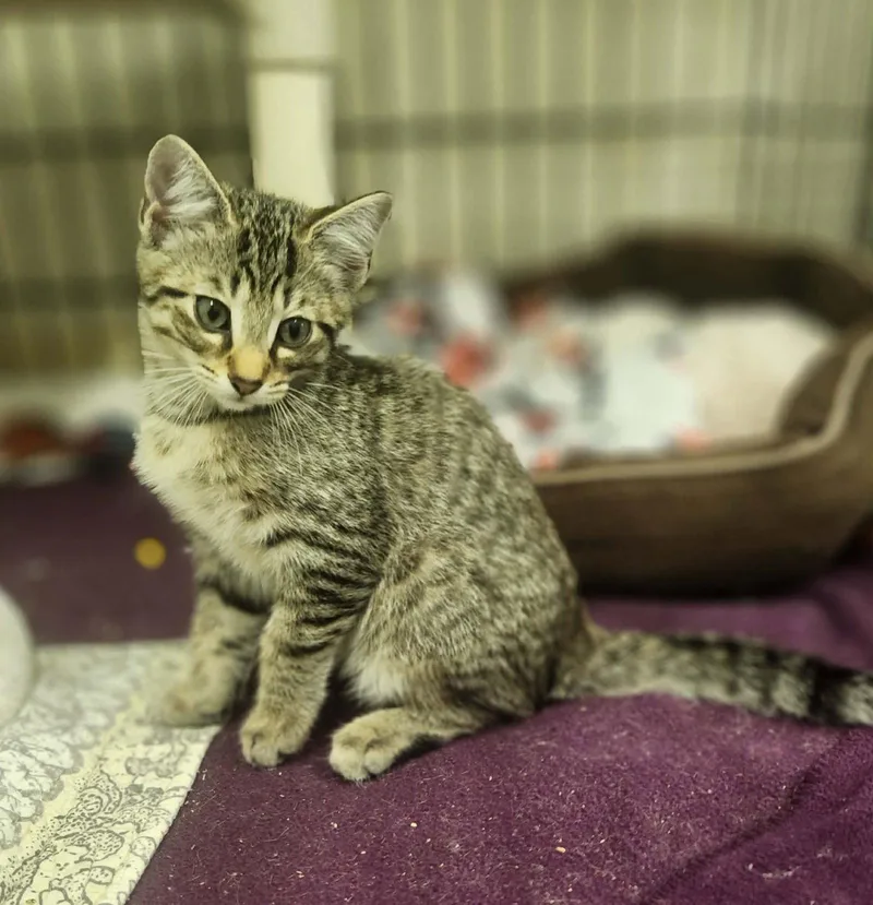 A baby medium-sized female Domestic Short Hair cat named Meekah for adoption in Social Circle, GA