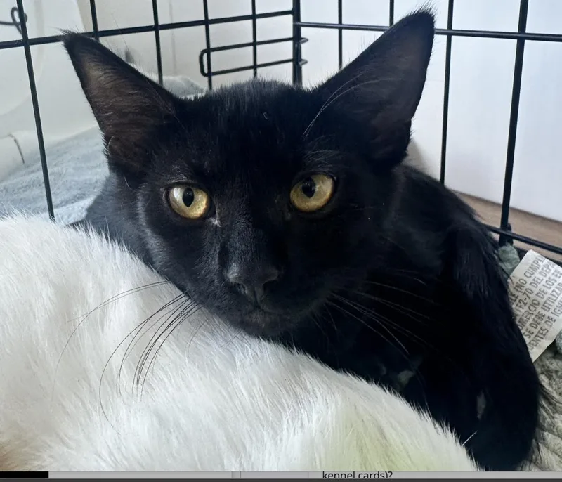 A baby small-sized male Black Domestic Short Hair cat named Gigi for adoption in La Jolla, CA