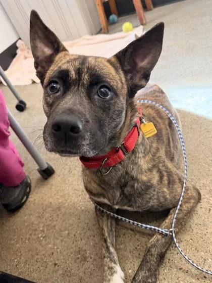 A young medium-sized female Brown / Chocolate Dutch Shepherd dog named Beachie for adoption in Cleveland, OH