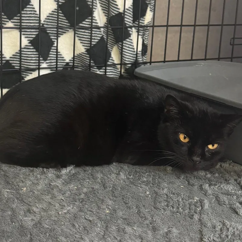 Bonita