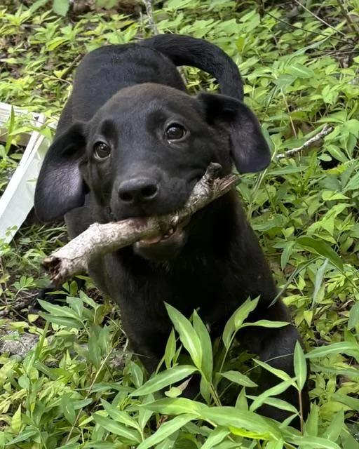 A baby medium-sized female Black Labrador Retriever dog named Rosalie for adoption in Watertown, CT