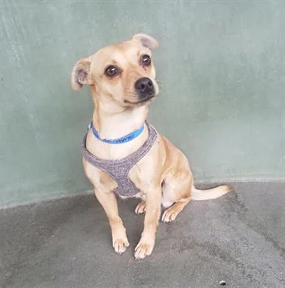 An adult small-sized male Mixed Breed dog named Junior for adoption in Van Nuys, CA
