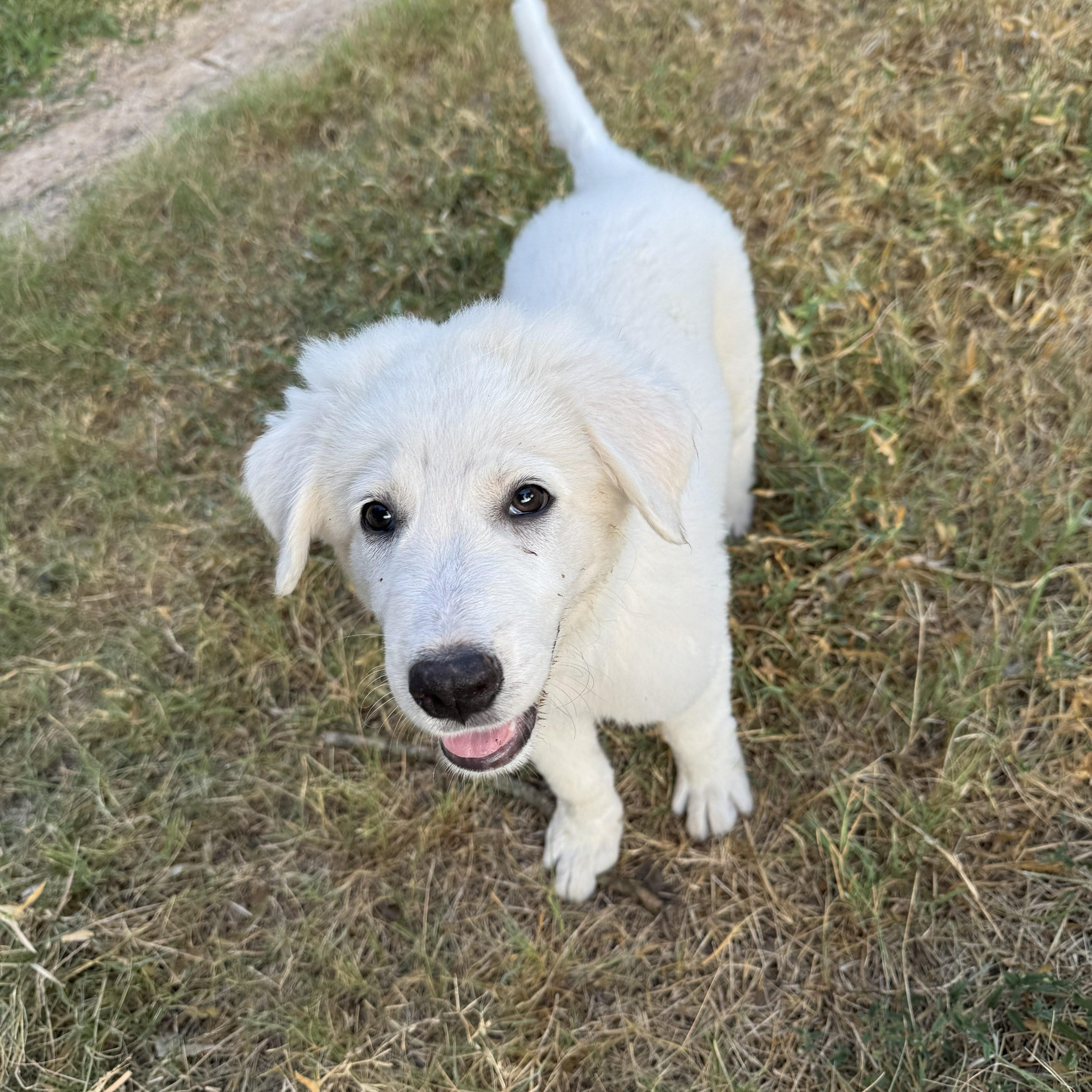 A baby large-sized female Great Pyrenees dog named Snow White for adoption in Boerne, TX