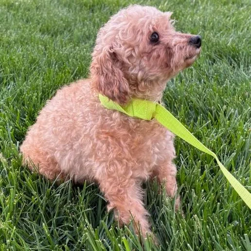 An adult small-sized female Poodle dog named Dot for adoption in Cincinnati, OH