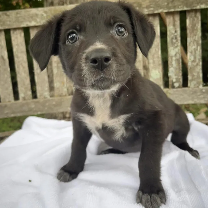 An adult medium-sized female Black Mixed Breed dog named Fuji for adoption in Fredericksburg, TX