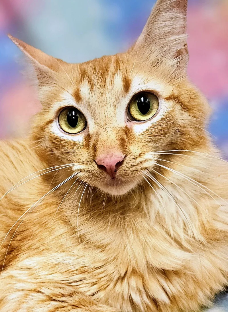 Ginger  Rancho Cucamonga