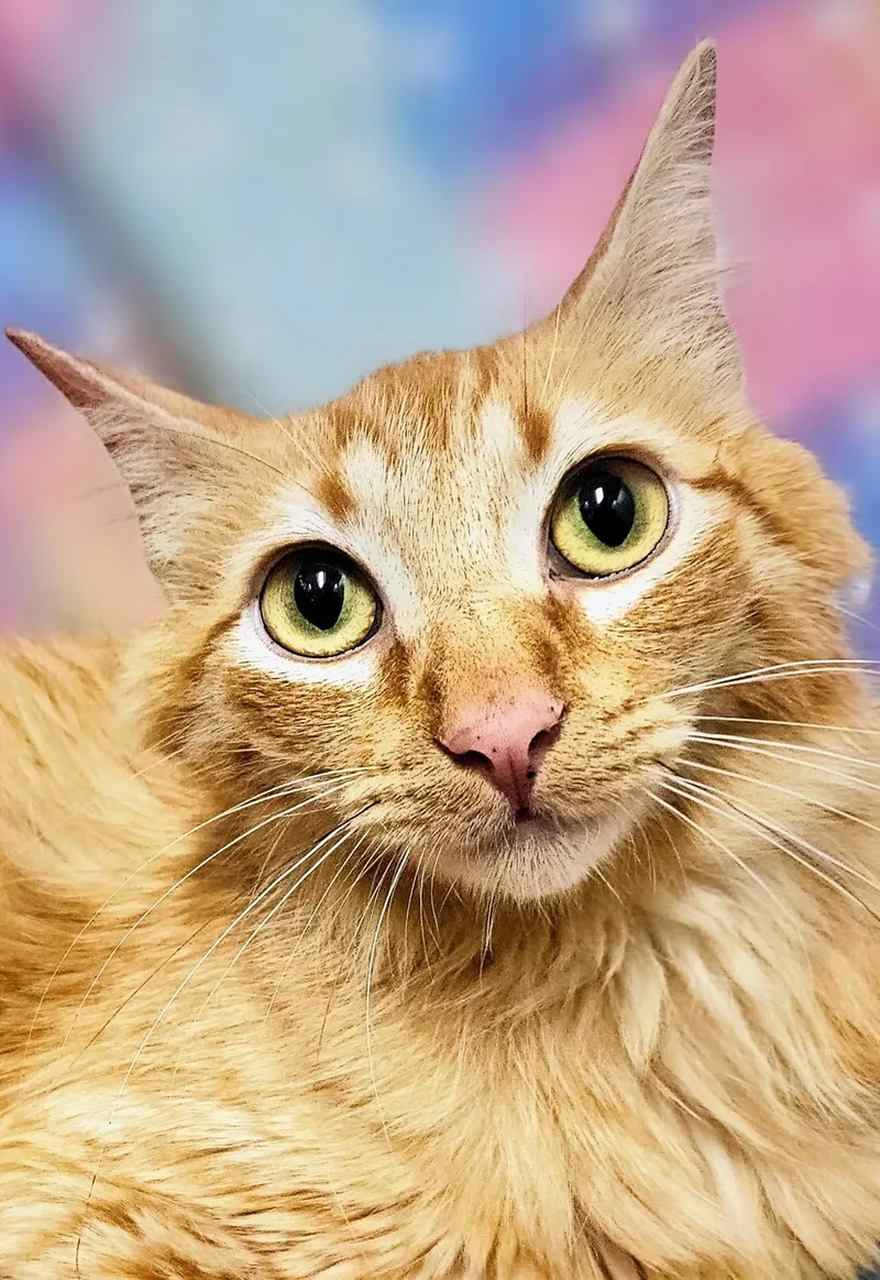 Ginger  Rancho Cucamonga thumbnail 2