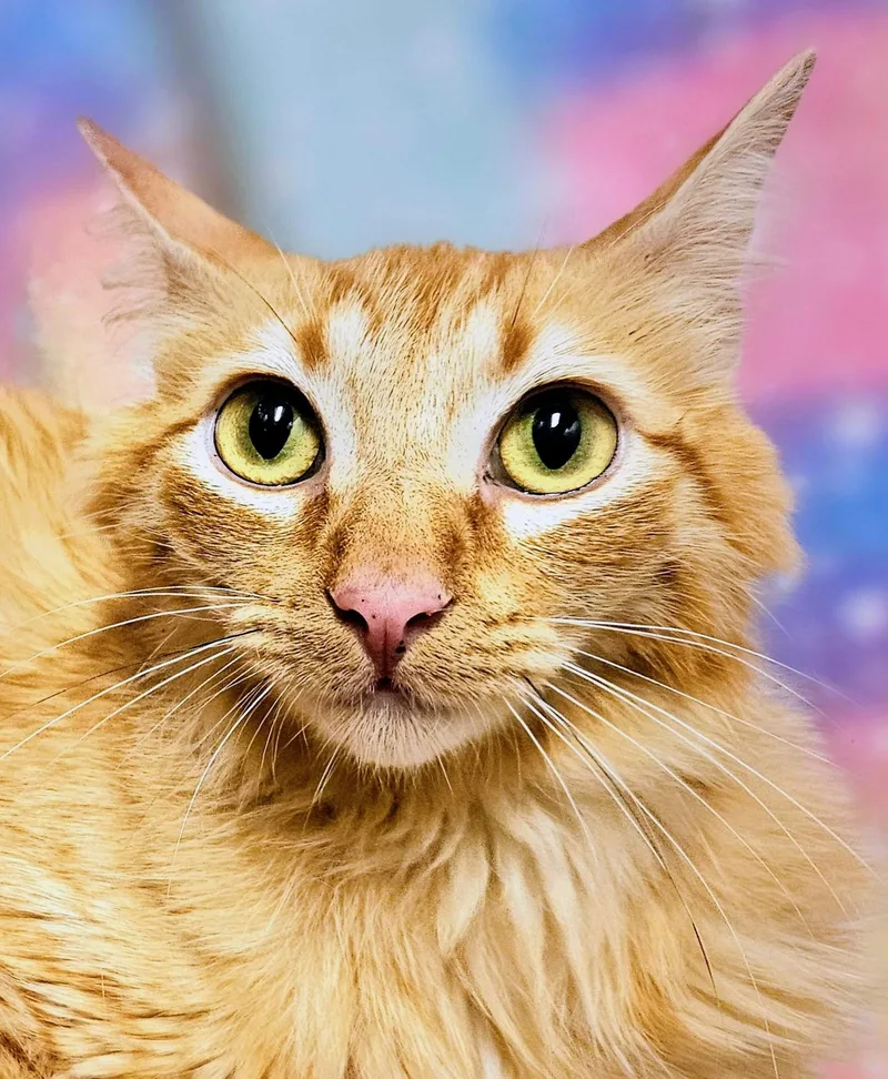 Ginger  Rancho Cucamonga thumbnail 3